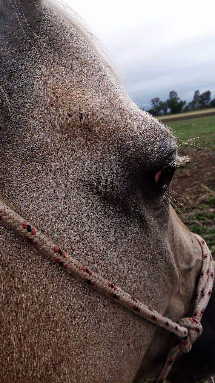 Reining Trainer Spurs Mare in the Face Reining Trainers